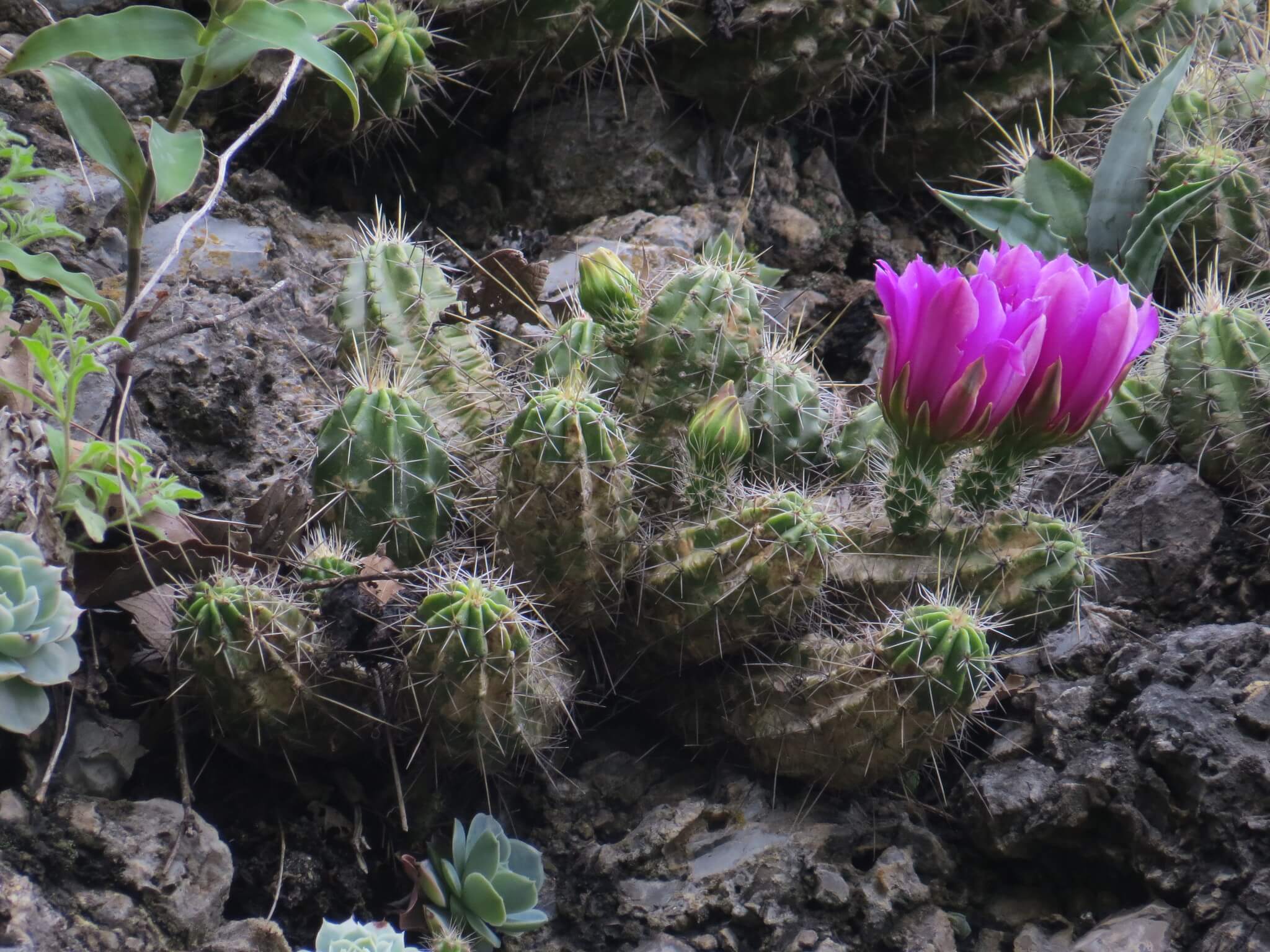 Echinocereus viereckii